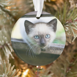 Kutest Baby Animals Siamese Kitten 2 Ornament