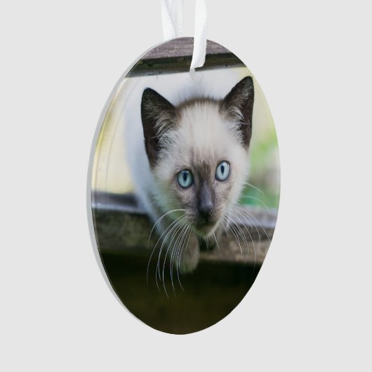 Kutest Baby Animals | Siamese Kitten 2 Ornament (voorkant)