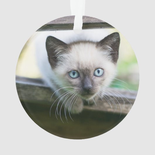 Kutest Baby Animals | Siamese Kitten 2 Ornament (achterkant)