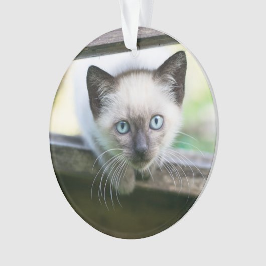 Kutest Baby Animals | Siamese Kitten 2 Ornament (voorkant)