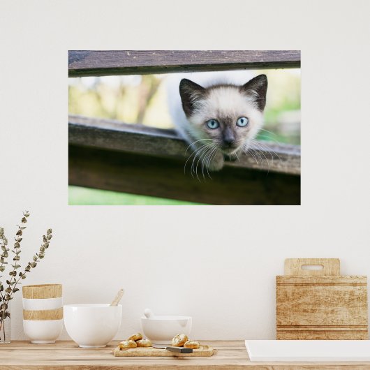 Kutest Baby Animals | Siamese Kitten 2 Poster (Keuken)