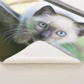 Kutest Baby Animals | Siamese Kitten 2 Sherpa Deken (3/4)