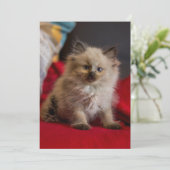 Kutest Baby Animals | Siamese Kitten Bedankkaart (Staand voorkant)
