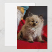 Kutest Baby Animals | Siamese Kitten Bedankkaart (Voorkant / Achterkant)