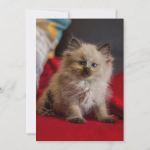 Kutest Baby Animals   Siamese Kitten Bedankkaart