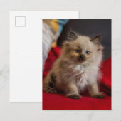 Kutest Baby Animals | Siamese Kitten Briefkaart (Voorkant / Achterkant)