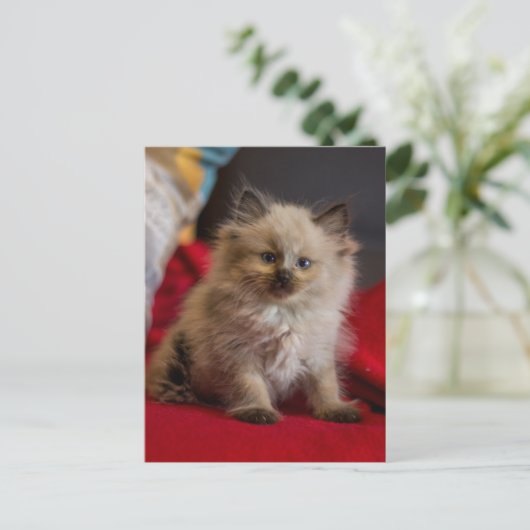 Kutest Baby Animals | Siamese Kitten Briefkaart (Staand voorkant)