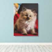 Kutest Baby Animals | Siamese Kitten Canvas Afdruk (Insitu (Houten vloer))