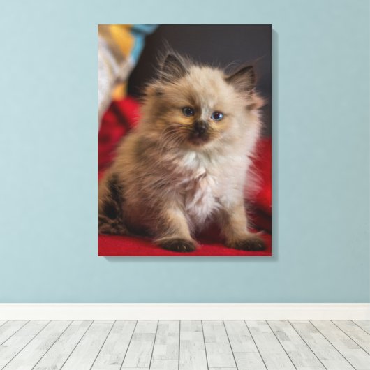 Kutest Baby Animals | Siamese Kitten Canvas Afdruk (Insitu (Houten vloer))