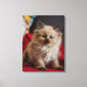 Kutest Baby Animals | Siamese Kitten Canvas Afdruk (Voorkant)