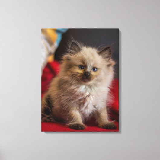 Kutest Baby Animals | Siamese Kitten Canvas Afdruk (Voorkant)