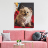 Kutest Baby Animals | Siamese Kitten Canvas Afdruk (Insitu (Woonkamer))