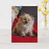 Kutest Baby Animals | Siamese Kitten Kaart (Gele Bloem)