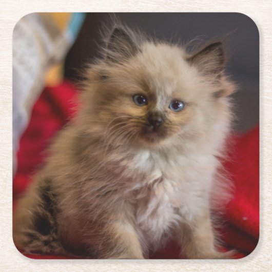 Kutest Baby Animals | Siamese Kitten Kartonnen Onderzetters (Voorkant)