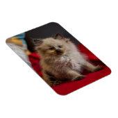 Kutest Baby Animals | Siamese Kitten Magneet (Rechterzijde)