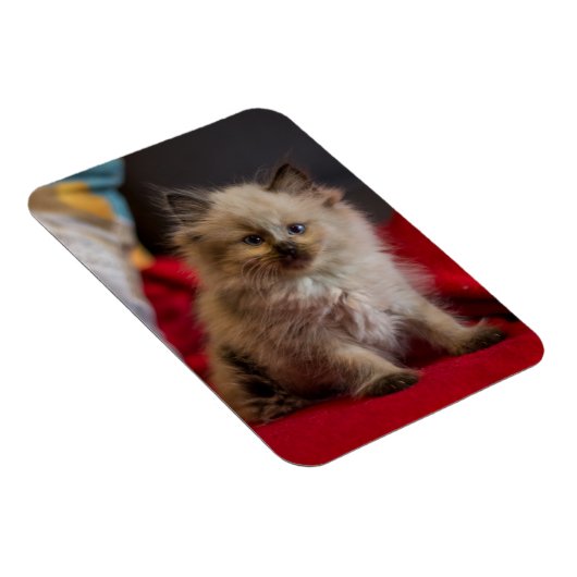 Kutest Baby Animals | Siamese Kitten Magneet (Rechterzijde)