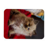 Kutest Baby Animals | Siamese Kitten Magneet (Horizontaal)