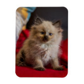 Kutest Baby Animals | Siamese Kitten Magneet (Verticaal)