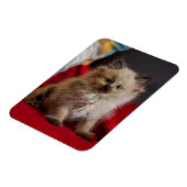 Kutest Baby Animals | Siamese Kitten Magneet (Linkerzijde)