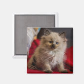 Kutest Baby Animals | Siamese Kitten Magneet (Voorkant / Achterkant)