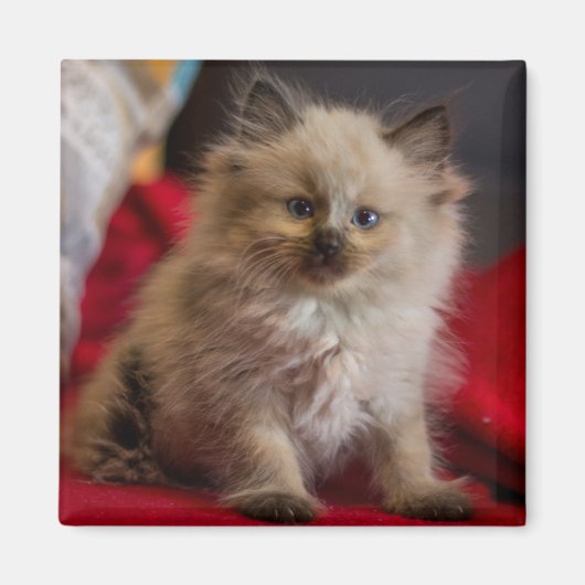 Kutest Baby Animals | Siamese Kitten Magneet (Voorkant)