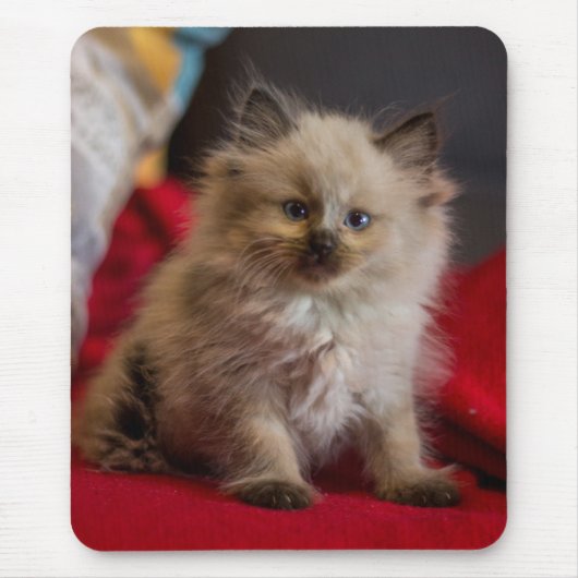 Kutest Baby Animals | Siamese Kitten Muismat (Voorkant)