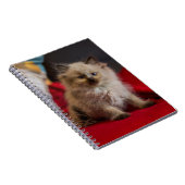 Kutest Baby Animals | Siamese Kitten Notitieboek (Rechterzijde)