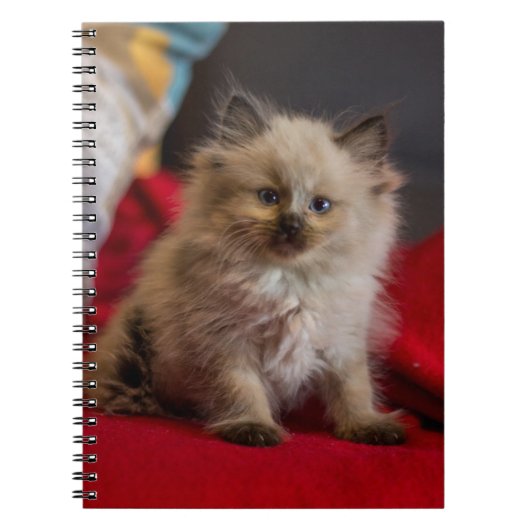 Kutest Baby Animals | Siamese Kitten Notitieboek (Voorkant)