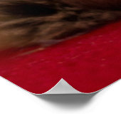 Kutest Baby Animals | Siamese Kitten Poster (Hoek)