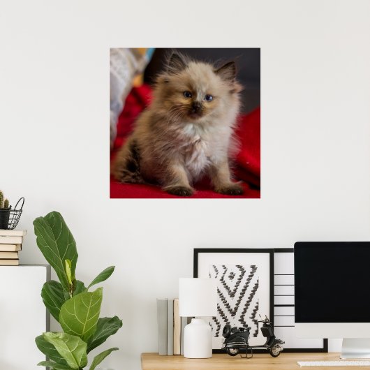 Kutest Baby Animals | Siamese Kitten Poster (Thuiskantoor)