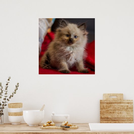 Kutest Baby Animals | Siamese Kitten Poster (Keuken)
