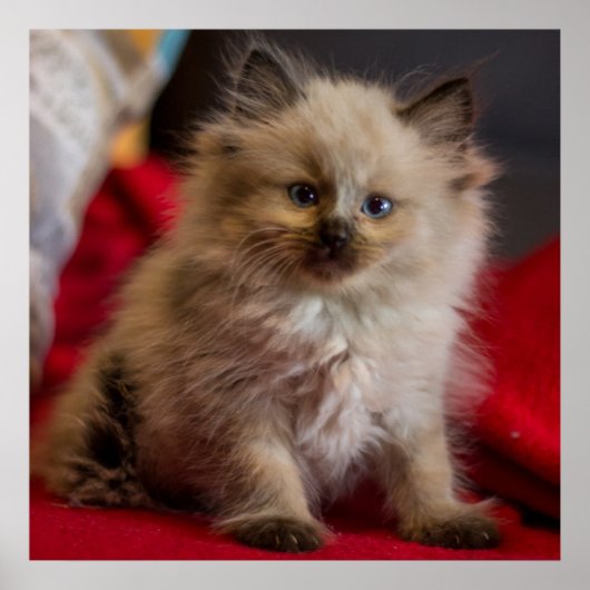 Kutest Baby Animals | Siamese Kitten Poster (Voorkant)