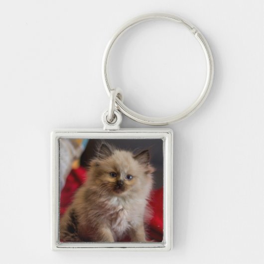 Kutest Baby Animals | Siamese Kitten Sleutelhanger (Voorkant)
