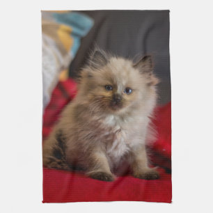 Kutest Baby Animals   Siamese Kitten Theedoek