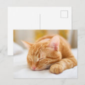 Kutest Baby Animals | Slaapgember Briefkaart (Voorkant / Achterkant)