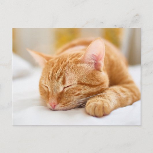 Kutest Baby Animals | Slaapgember Briefkaart (Voorkant)