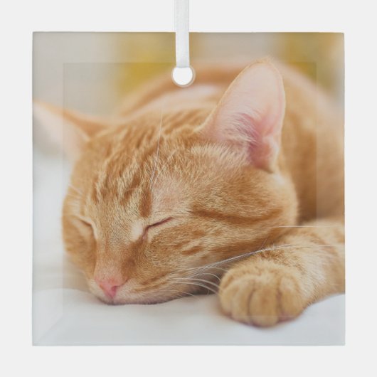 Kutest Baby Animals | Slaapgember Glas Ornament (Voorkant)