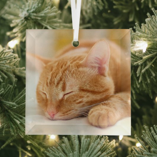 Kutest Baby Animals | Slaapgember Glas Ornament (Insitu)