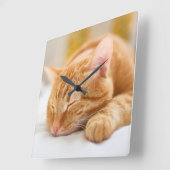 Kutest Baby Animals | Slaapgember Vierkante Klok (Hoek)