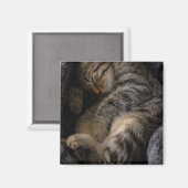 Kutest Baby Animals | Slaapgraatkatje Magneet (Voorkant / Achterkant)