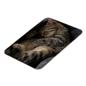 Kutest Baby Animals | Slaapgraatkatje Magneet (Linkerzijde)