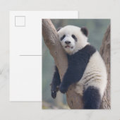 Kutest Baby Animals | Slaapstand Baby Panda-Beer Briefkaart (Voorkant / Achterkant)