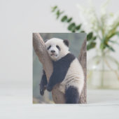 Kutest Baby Animals | Slaapstand Baby Panda-Beer Briefkaart (Staand voorkant)