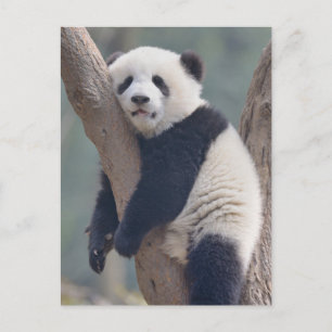 Kutest Baby Animals   Slaapstand Baby Panda-Beer Briefkaart