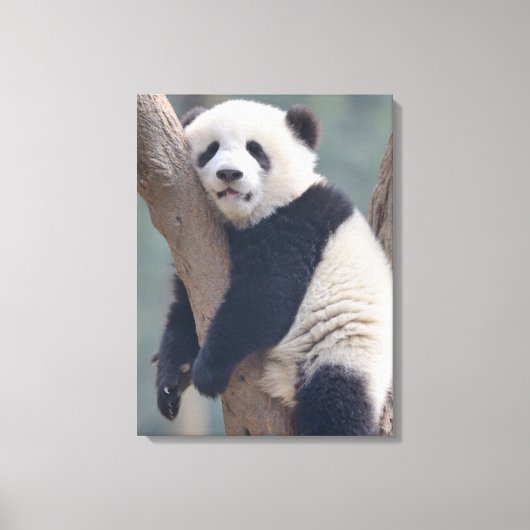 Kutest Baby Animals | Slaapstand Baby Panda-Beer Canvas Afdruk (Voorkant)