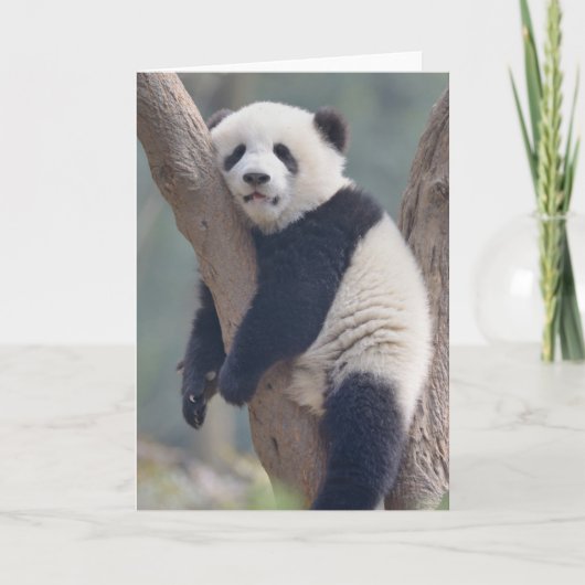Kutest Baby Animals | Slaapstand Baby Panda-Beer Kaart (Voorkant)