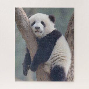 Kutest Baby Animals   Slaapstand Baby Panda-Beer Legpuzzel