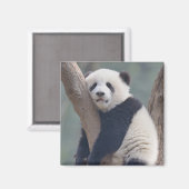 Kutest Baby Animals | Slaapstand Baby Panda-Beer Magneet (Voorkant / Achterkant)