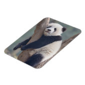 Kutest Baby Animals | Slaapstand Baby Panda-Beer Magneet (Linkerzijde)