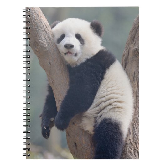 Kutest Baby Animals | Slaapstand Baby Panda-Beer Notitieboek (Voorkant)
